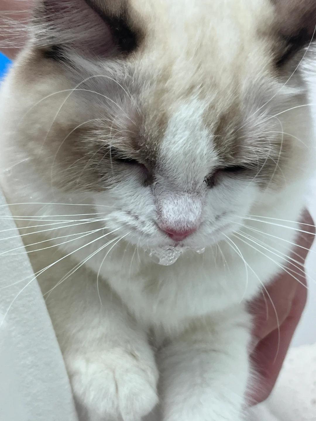 接连失利，精神萎靡气馁，境地堪忧