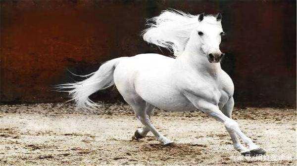 杭州瓯海狮子梦在主场获胜，击败海南海口